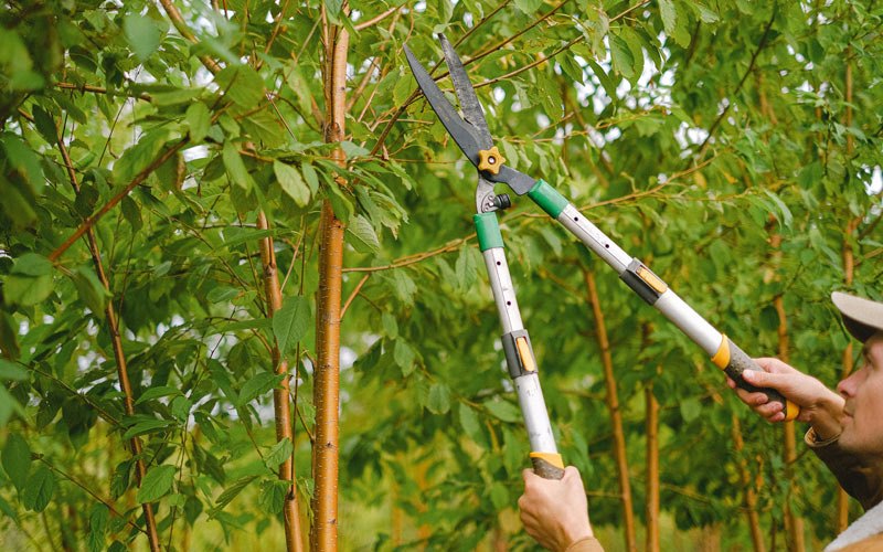 Tree trimming in Aguada, PR